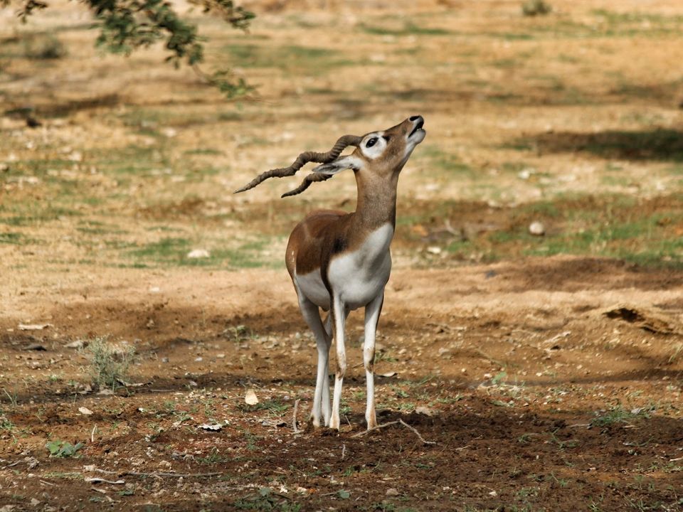 Photo of હવે ભારતમાં જ માણી શકાશે હોટ એર બલૂન સફારીનો રોમાંચ by UMANG PUROHIT