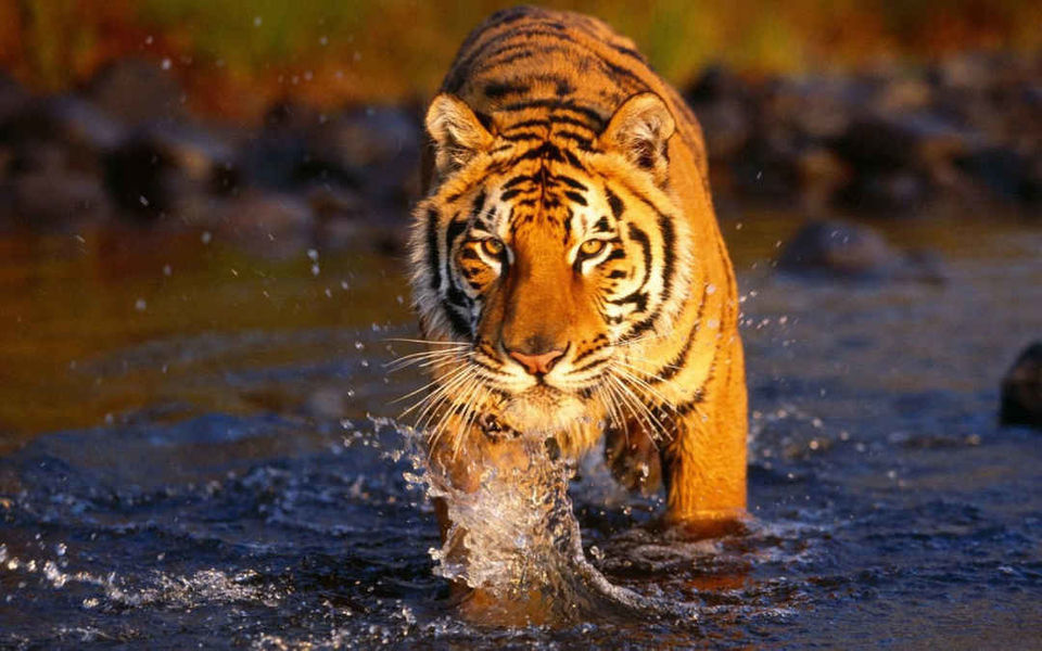 Photo of સિલીગુડીઃ પહાડોની વચ્ચે મહેકતી ચાની મજા લેવા માટે બેસ્ટ છે આ જગ્યા by Paurav Joshi