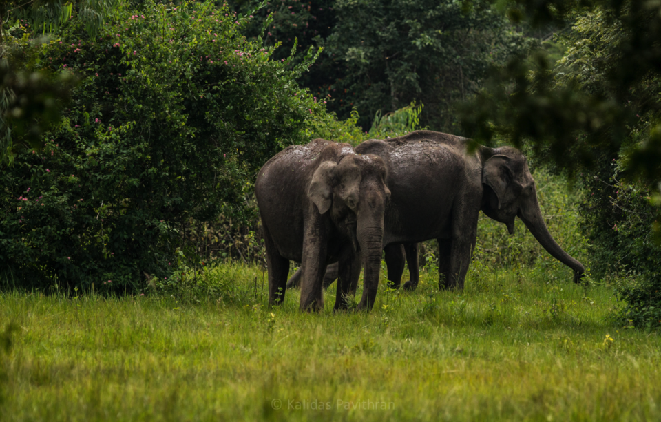 Photo of 20 કારણઃ કેમ એક ઉત્તર ભારતીયે દક્ષિણ ભારતમાં ક્યારેય પગ ન મૂકવો જોઇએ! 30/41 by Paurav Joshi