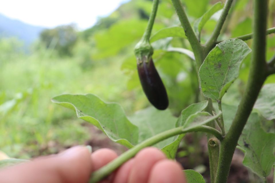 Photo of What is BURE Eco Village? 4/5 by Nishtha