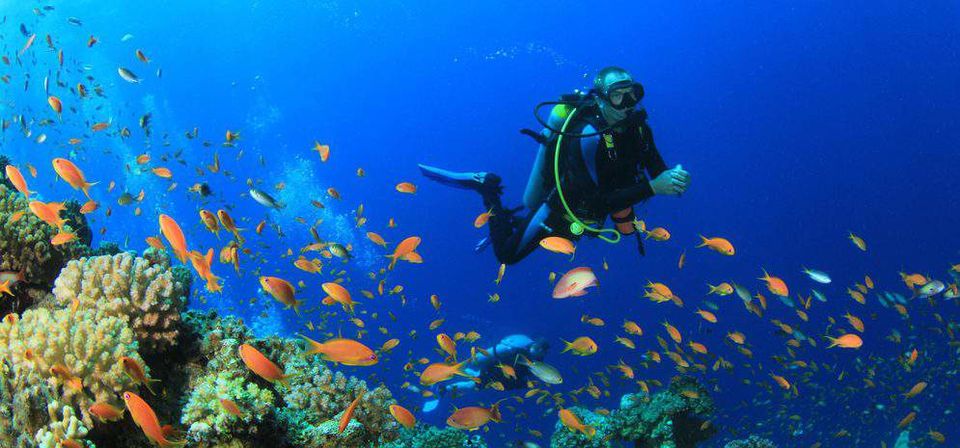 Photo of The A-Z Of Scuba Diving In Goa - Everything You Need To Know 1/1 by Sharmila Shahi
