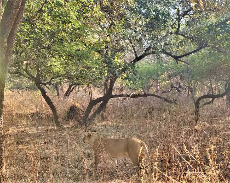 Photo of Welcome to the only home of Panthera leo persica - Sasan #Wildlife Exploration by Jalpa Rathod Chauhan