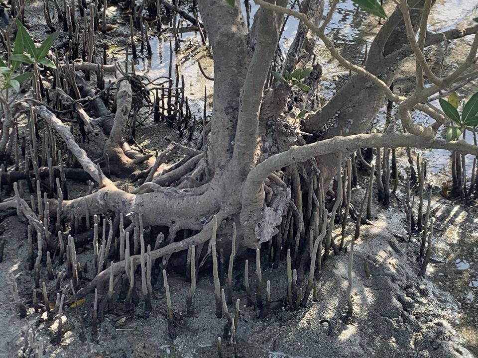 Photo of 42 Islands , No Tourists : How I Explored This Hidden Gem You'll love if You're a Water baby by Jalpa Rathod Chauhan