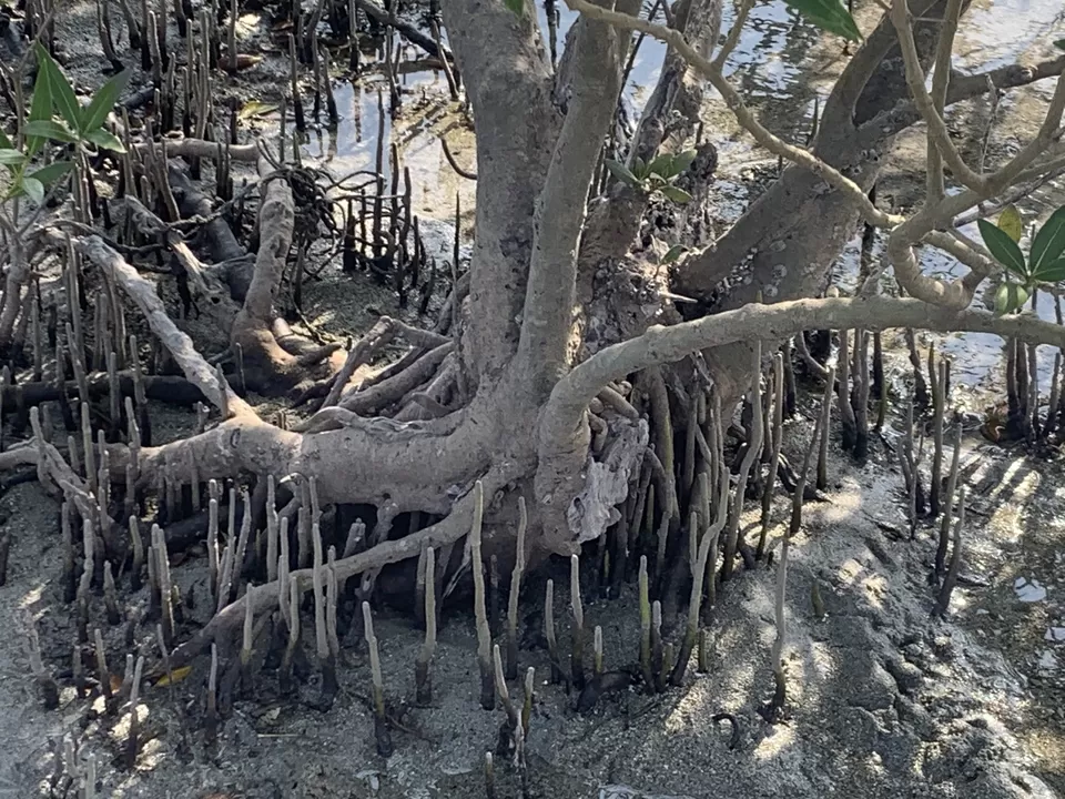 Photo of 42 Islands , No Tourists : How I Explored This Hidden Gem You'll love if You're a Water baby by Jalpa Rathod Chauhan