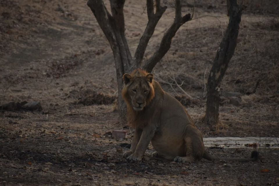 Photo of Put Down the Guns; Why Are We Driving Our Felines to Extinction? by Gir Safari Booking