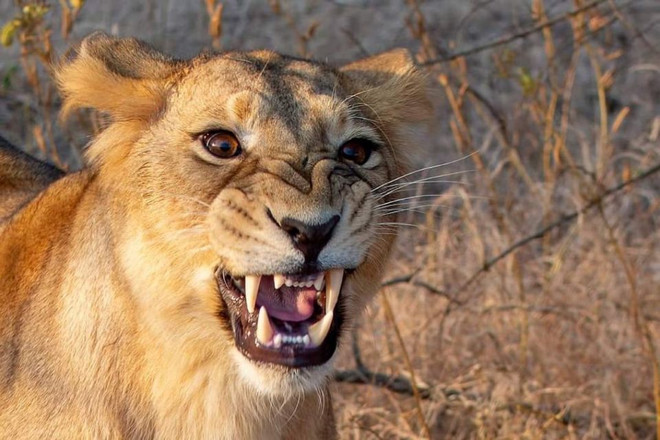 Photo of Put Down the Guns; Why Are We Driving Our Felines to Extinction? 2/3 by Gir Safari Booking