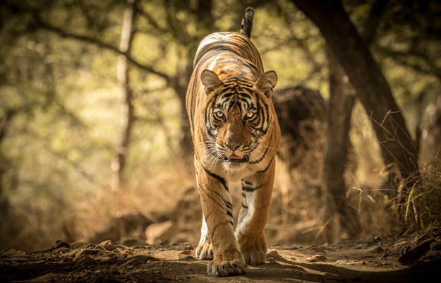 Photo of The Much Admired Trip to Ranthambore; When Celebrities Get Hitched at the Park by Gir Safari Booking