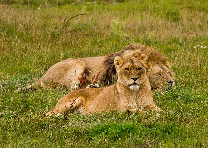 Photo of The Gir Night that Ravindra Jadeja Introduced Ravindra Jadeja with Three Lions by Gir Safari Booking