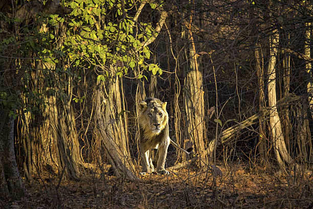 Photo of Here’s All You Need to Know about Gir Safari Booking by Gir Safari Booking