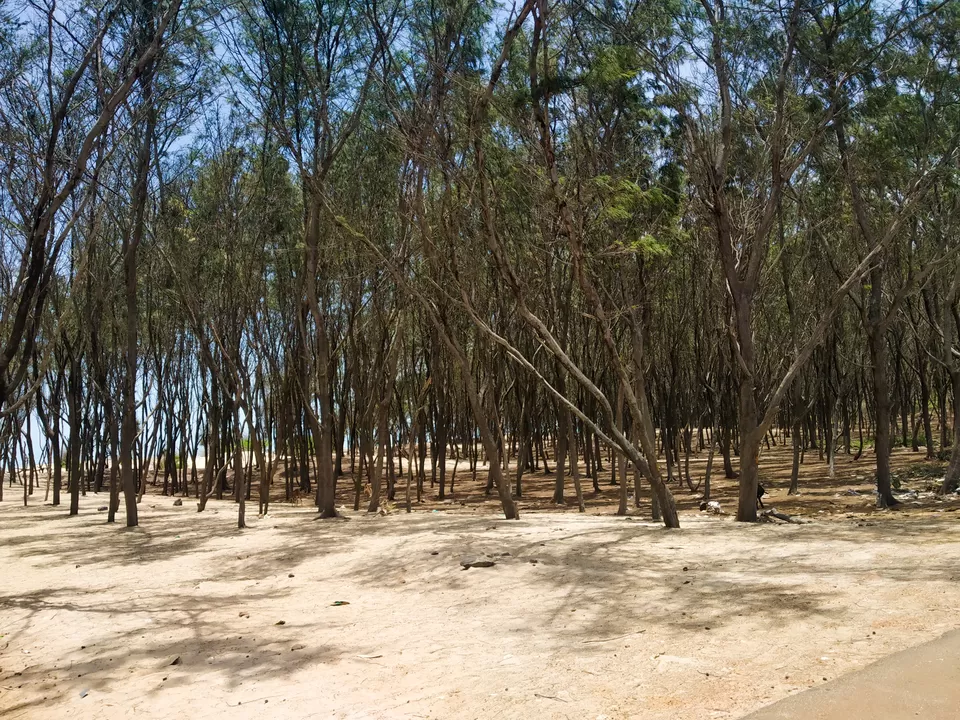 Photo of Dhanushkodi Beach Road, Dhanushkodi, Tamil Nadu, India by Hemangi Narvekar