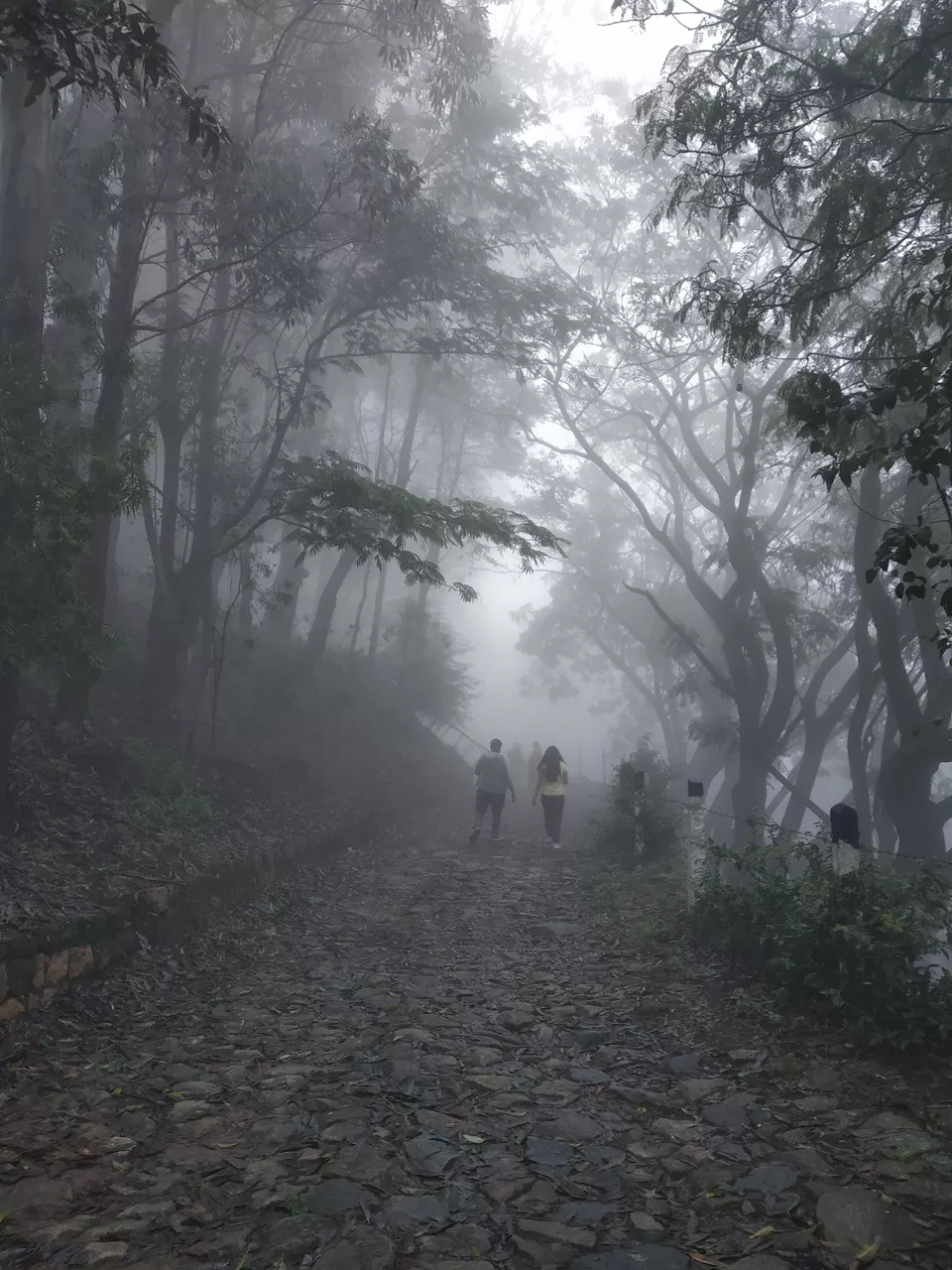 Photo of Waterfall Tea Estate, State Highway 78, Valparai, Tamil Nadu, India by Hemangi Narvekar