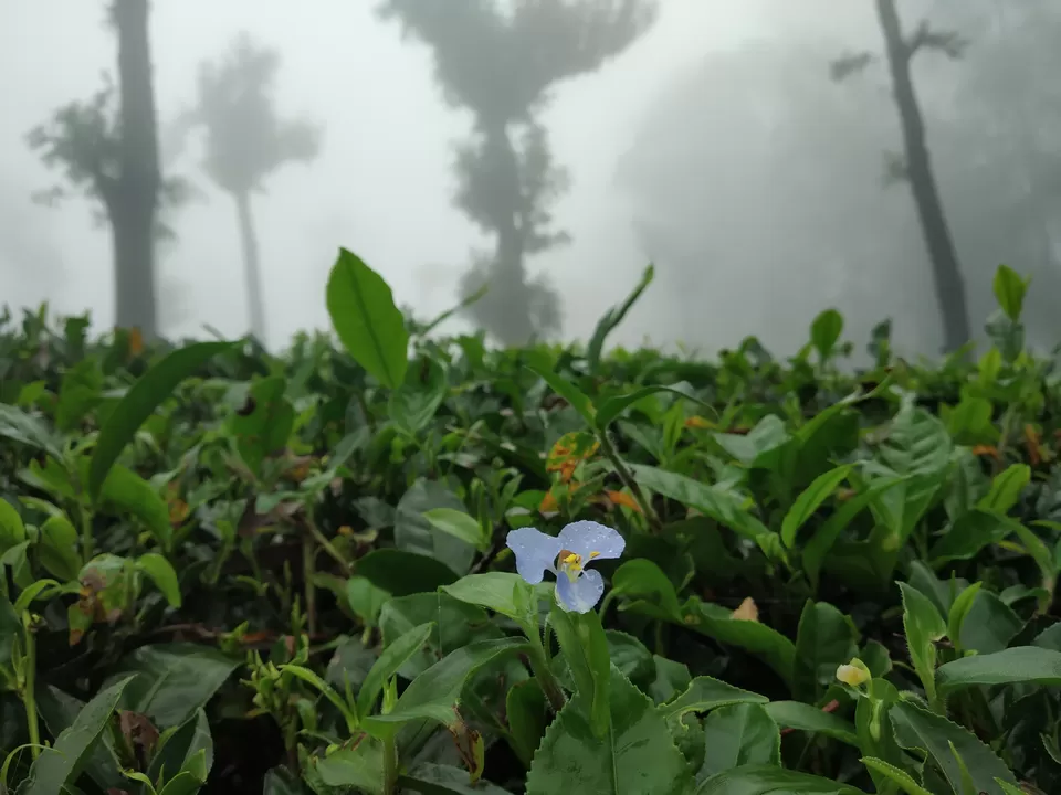 Photo of Waterfall Tea Estate, State Highway 78, Valparai, Tamil Nadu, India by Hemangi Narvekar