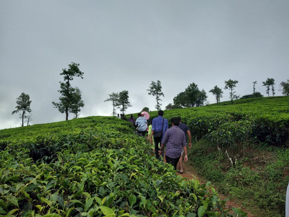 Photo of Don’t miss out on India’s Green Carpet - Pollachi & Valparai by Hemangi Narvekar