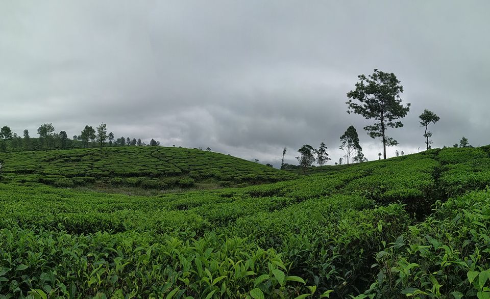 Photo of Don’t miss out on India’s Green Carpet - Pollachi & Valparai by Hemangi Narvekar