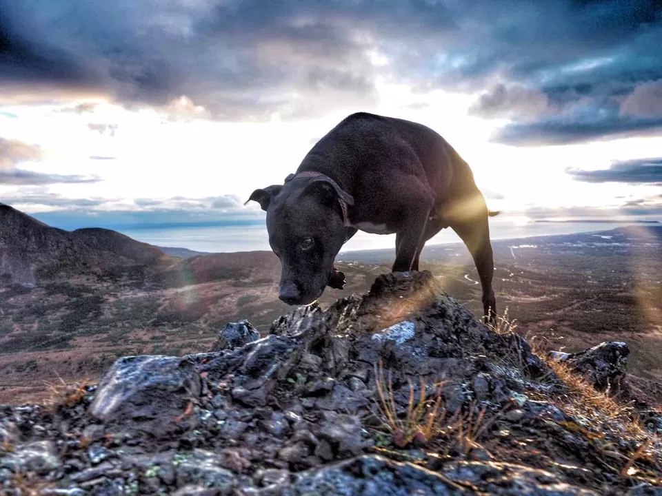 Photo of Flattop Mountain, Flattop Mountain, Anchorage, AK 99516, USA by Dwayne Parton