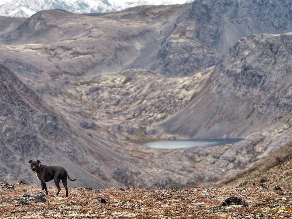 Photo of Man and His Dog Leave Home and Find Themselves Walking Into The Wild 15/29 by Dwayne Parton