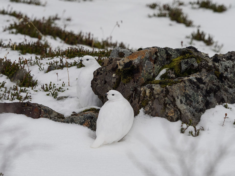 Photo of Hiking the Crow Pass National Historic Trail 15/18 by Dwayne Parton