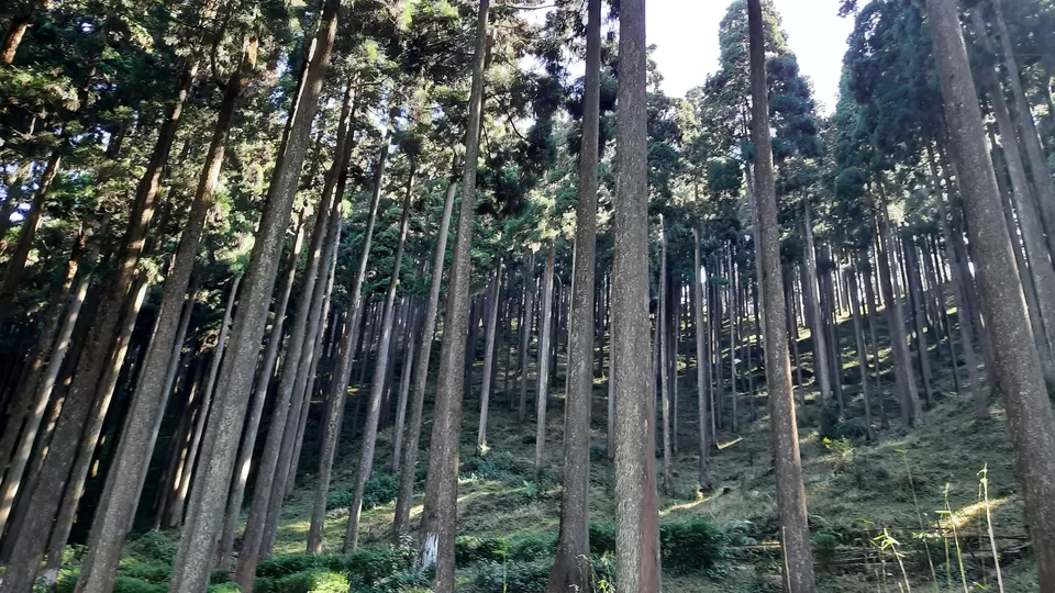 Photo of Lamahatta Eco Park, Tukdah, West Bengal, India by Rajganesh