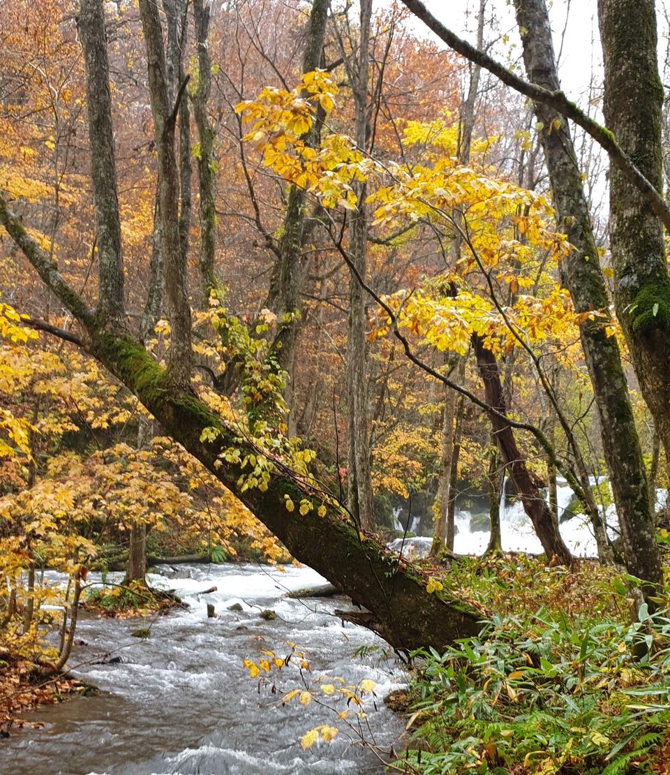 Photo of Oirase Gorge, 60 Okuse, Towada, Aomori, Japan by Tanya Singh