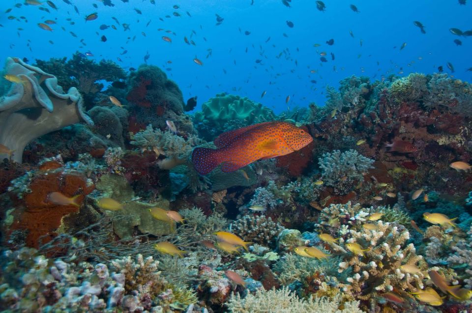 Photo of Apo Reef, Coron, MIMAROPA, Philippines by Ashmi