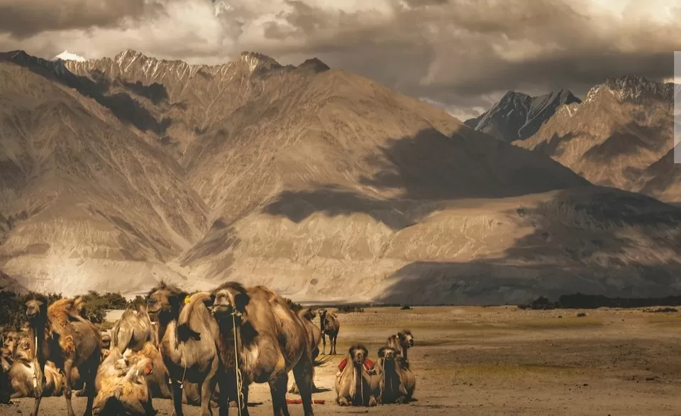 Photo of Nubra Valley by The Guide Fox