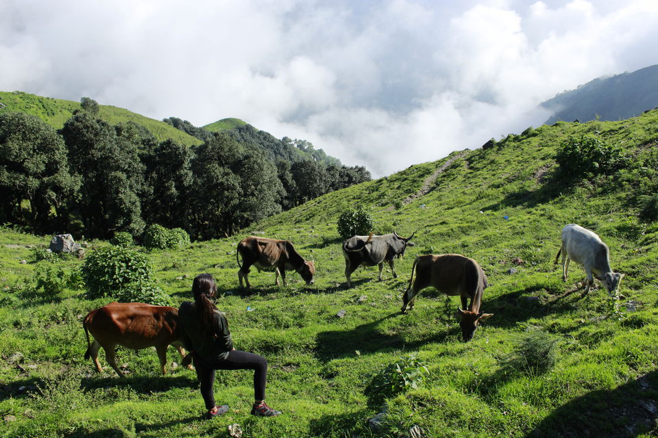 Photo of An Idol Day Trek in Mussoorie: Bhadraj Temple Trek 10/14 by Travel Fly