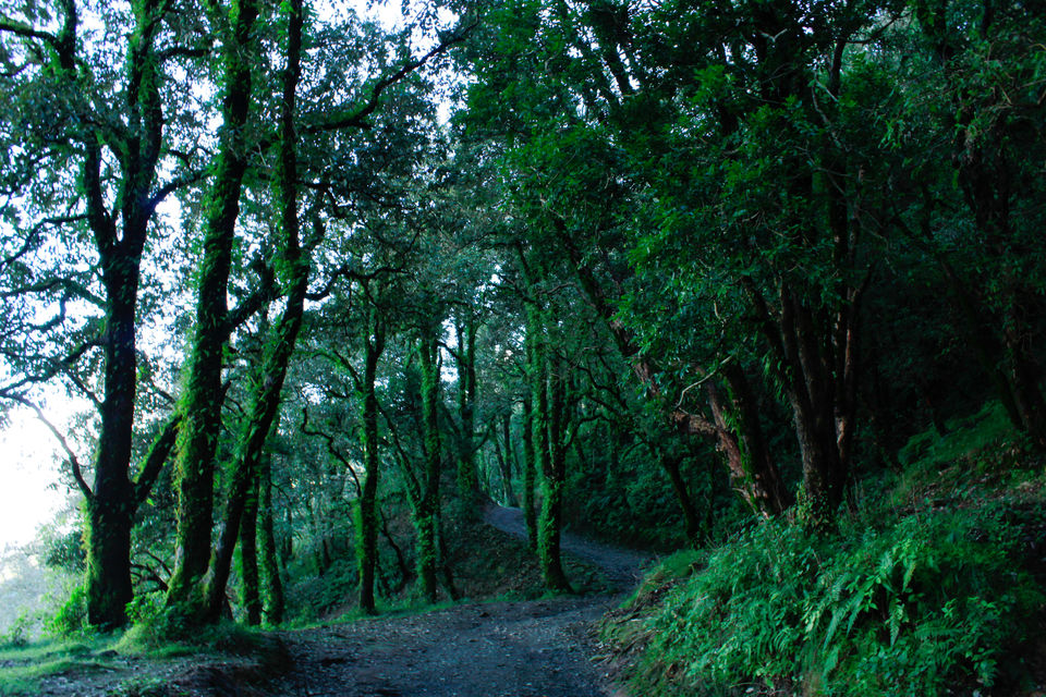 Photo of An Idol Day Trek in Mussoorie: Bhadraj Temple Trek 11/14 by Travel Fly