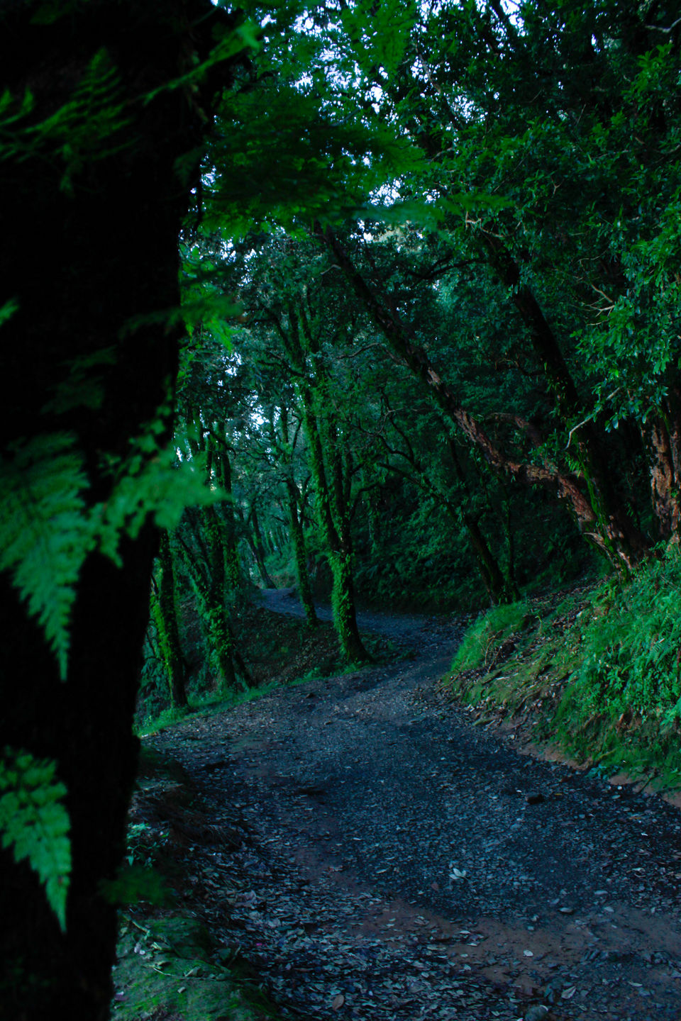 Photo of An Idol Day Trek in Mussoorie: Bhadraj Temple Trek 8/14 by Travel Fly