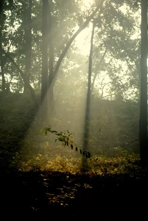 Photo of Hemalkasa, Maharashtra, India by aniket sase