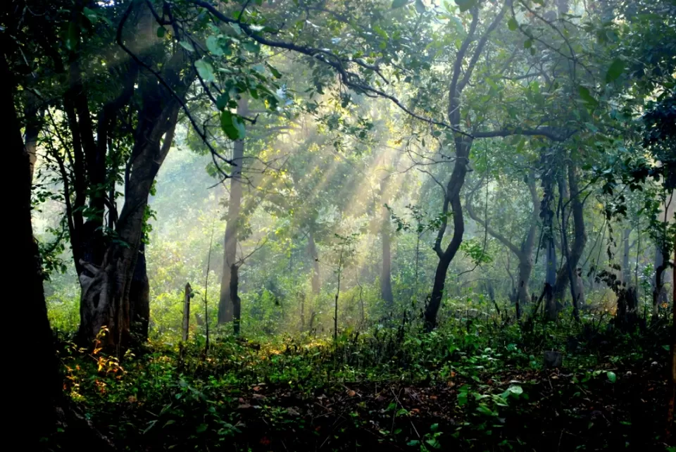 Photo of Hemalkasa, Maharashtra, India by aniket sase