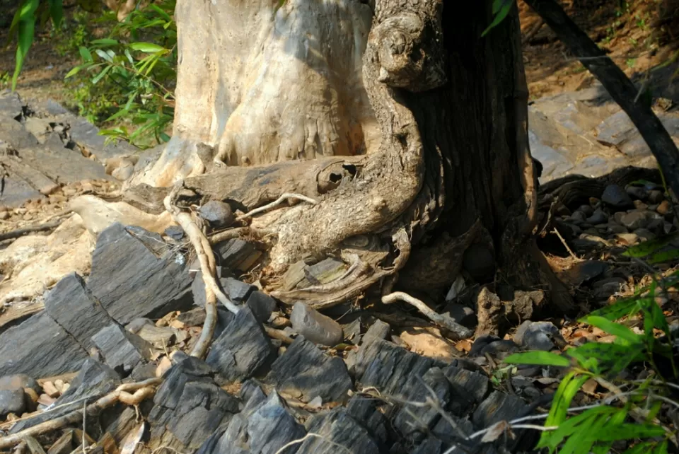 Photo of Hemalkasa, Maharashtra, India by aniket sase