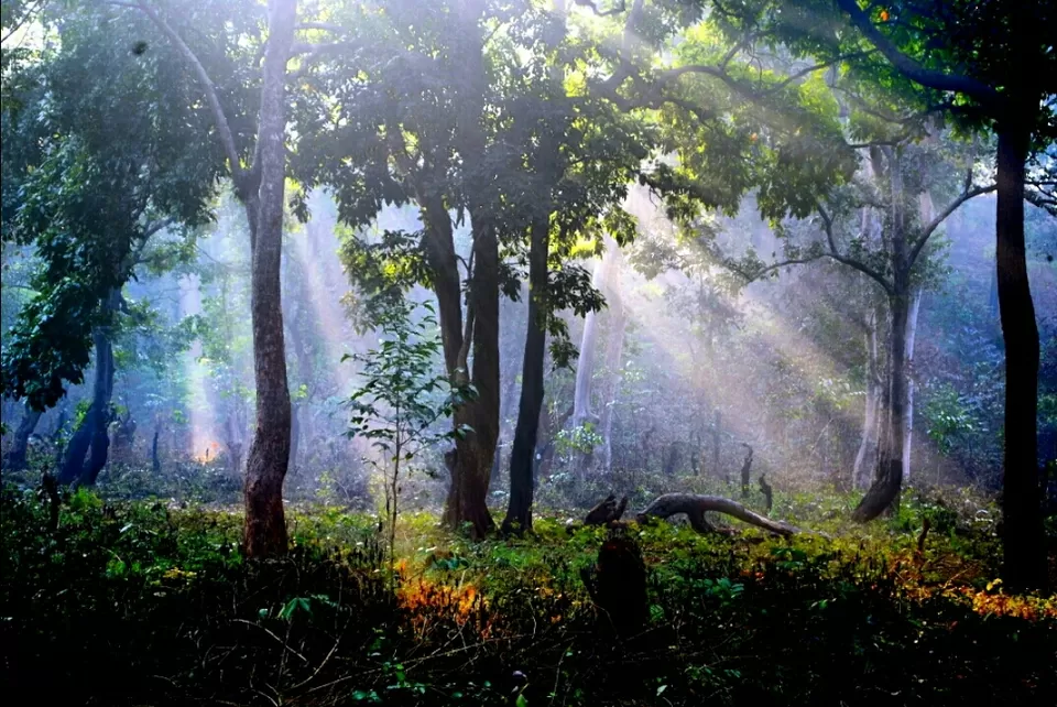 Photo of Hemalkasa, Maharashtra, India by aniket sase