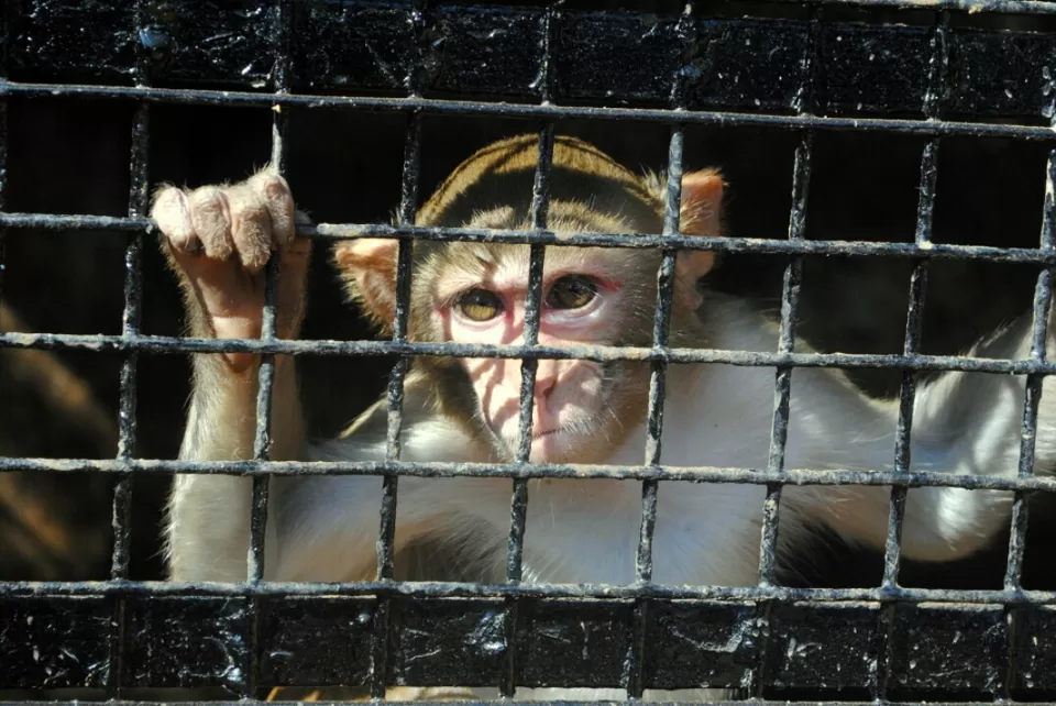 Photo of Hemalkasa, Maharashtra, India by aniket sase