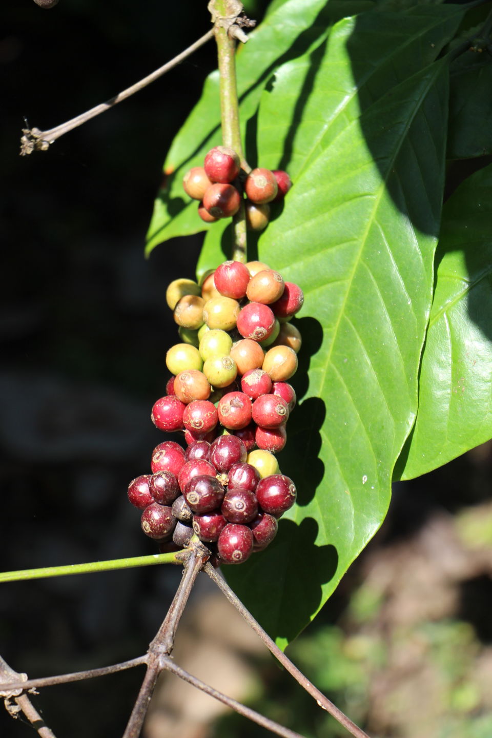 Photo of Spice – Coffee trails in Coorg, Karnataka 13/25 by Vineet Kumar