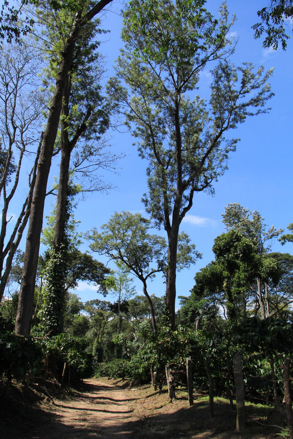 Photo of Spice – Coffee trails in Coorg, Karnataka 14/25 by Vineet Kumar