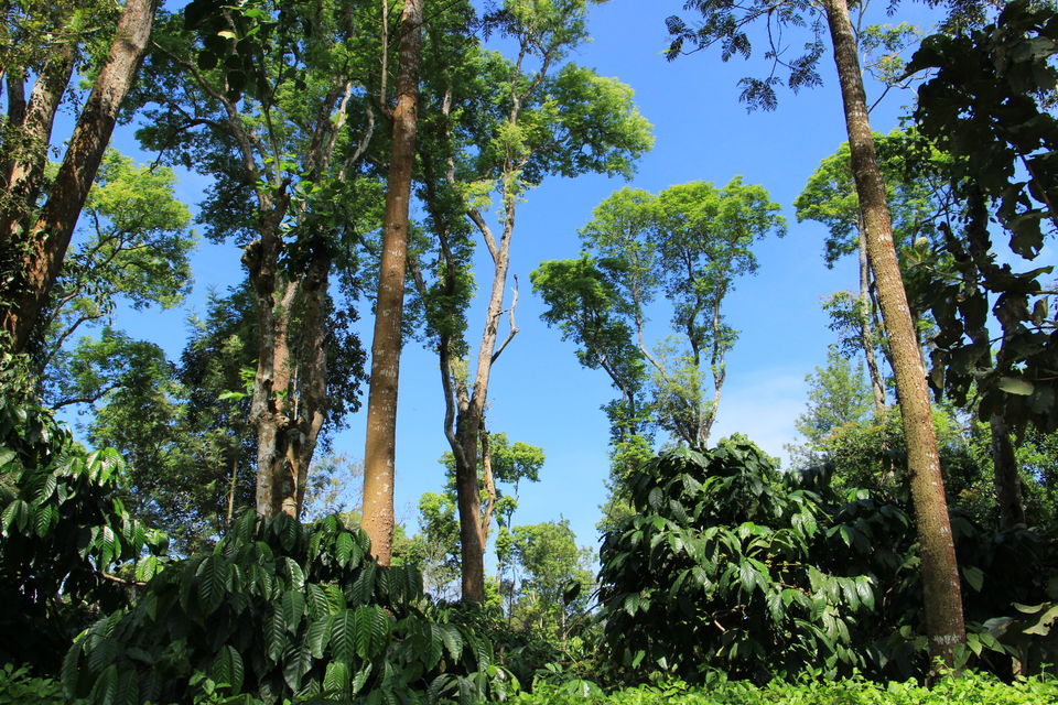 Photo of Spice – Coffee trails in Coorg, Karnataka 15/25 by Vineet Kumar