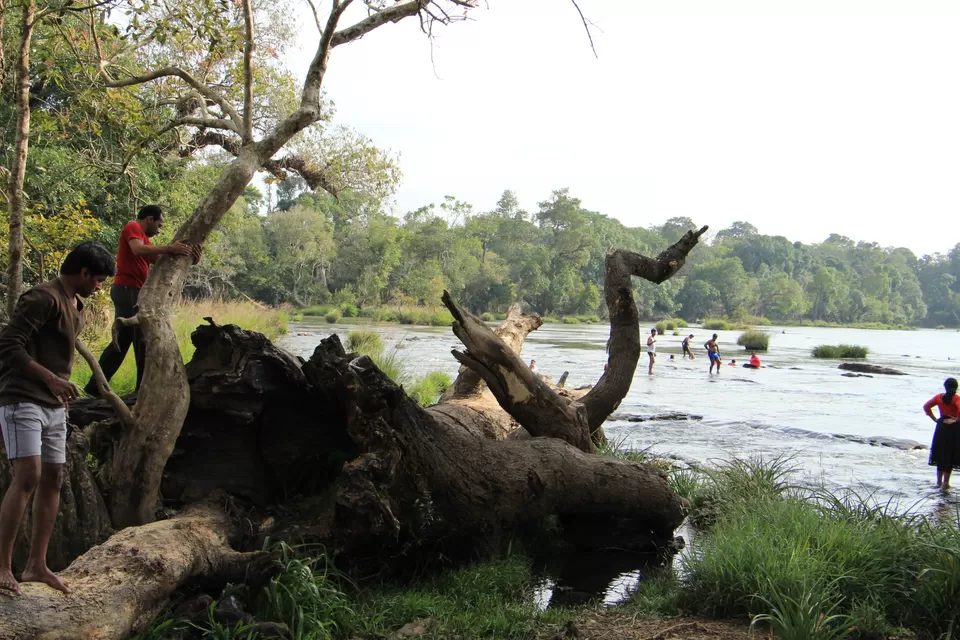 Photo of Dubare Elephant Camp - Mahout on his elephant! by Vineet Kumar