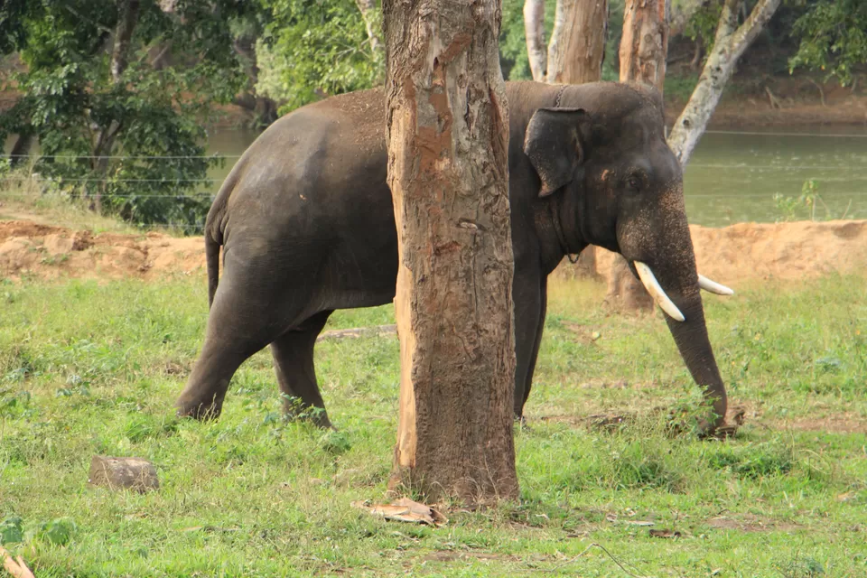 Photo of Dubare Elephant Camp - Mahout on his elephant! by Vineet Kumar