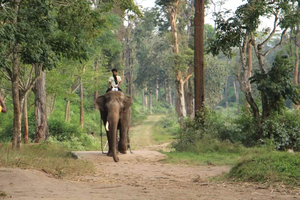 Photo of Dubare Elephant Camp - Mahout on his elephant! by Vineet Kumar