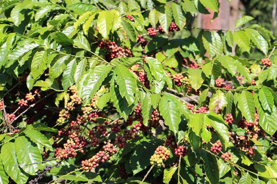 Photo of Spice – Coffee trails in Coorg, Karnataka 22/25 by Vineet Kumar