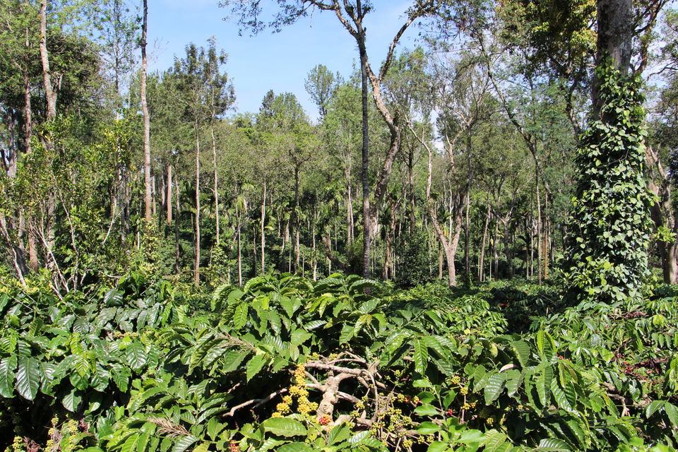 Photo of Spice – Coffee trails in Coorg, Karnataka 23/25 by Vineet Kumar