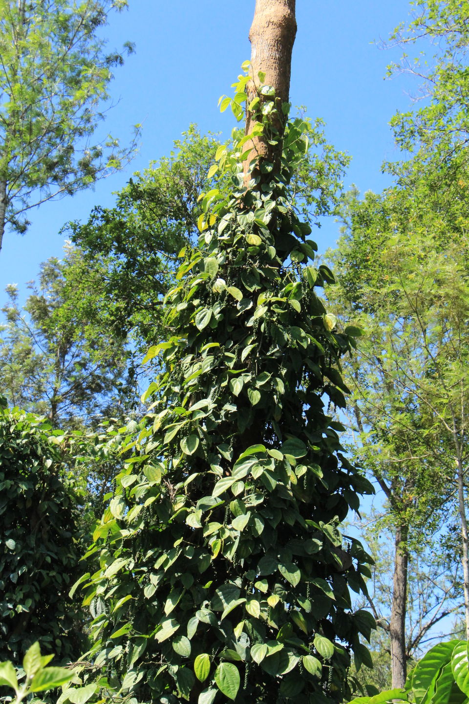 Photo of Spice – Coffee trails in Coorg, Karnataka 24/25 by Vineet Kumar