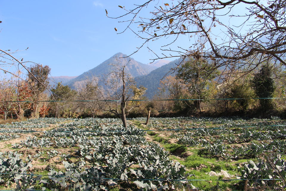 Photo of Naggar - capital of Kullu Kings in Himachal Pradesh 1/20 by Vineet Kumar
