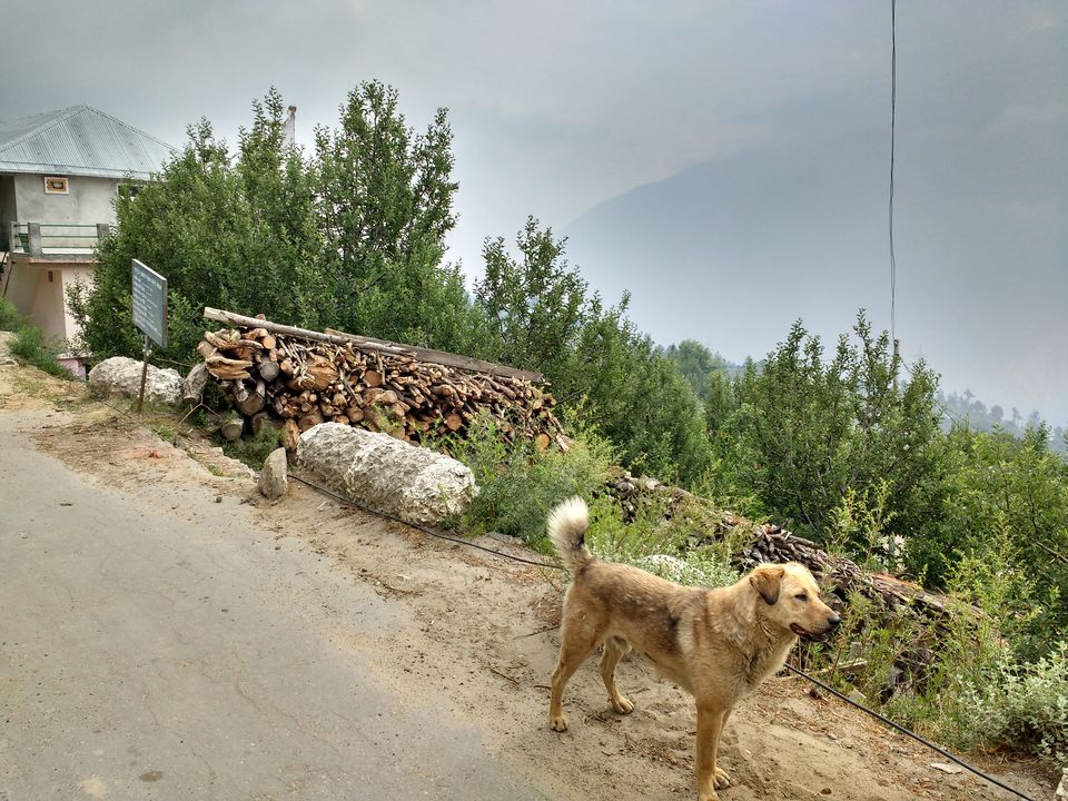 Photo of Kinnaur Kailash, Kalpa, and the Kinnauri Apple Orchards 11/14 by Vineet Kumar