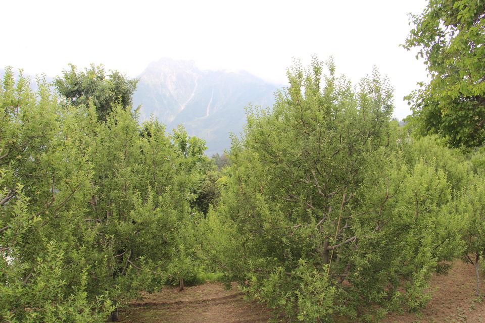 Photo of Kinnaur Kailash, Kalpa, and the Kinnauri Apple Orchards 8/14 by Vineet Kumar