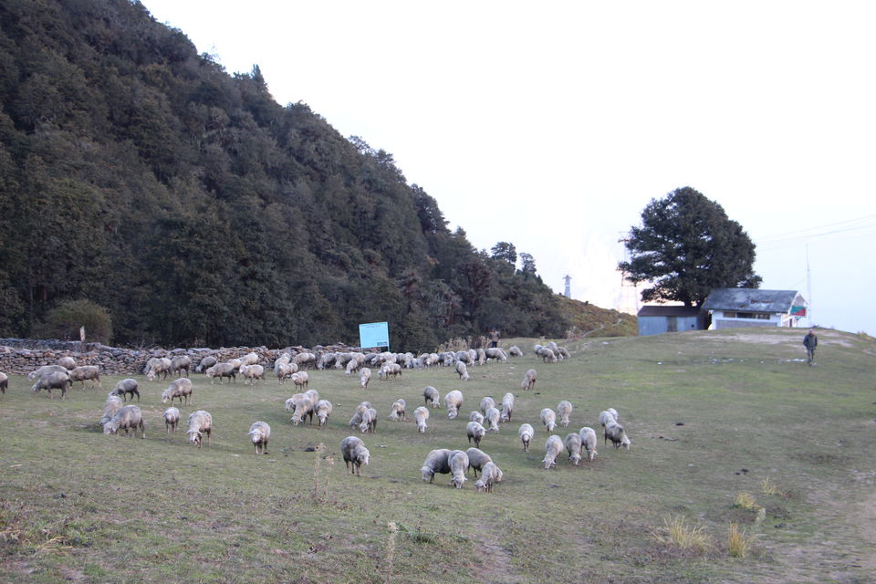 Photo of Auli, Uttarakhand, India by Vineet Kumar