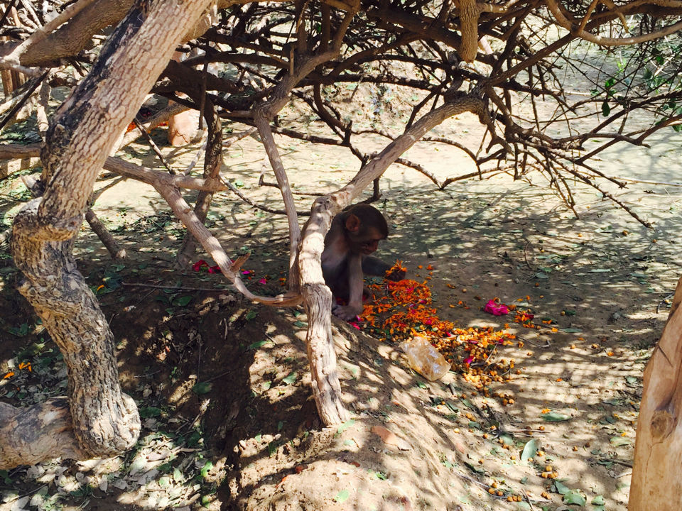 Photo of Vrindavan, Uttar Pradesh, India by Shubham