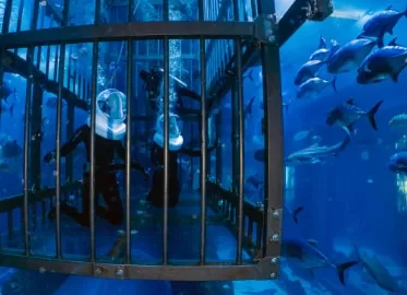 Photo of Dubai Aquarium & Underwater Zoo - Dubai - United Arab Emirates by Shreya Shah