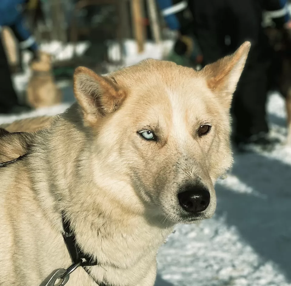 Photo of Bearhill Husky, Sinettäjärventie, Rovaniemi, Finland by Pooja Prasad
