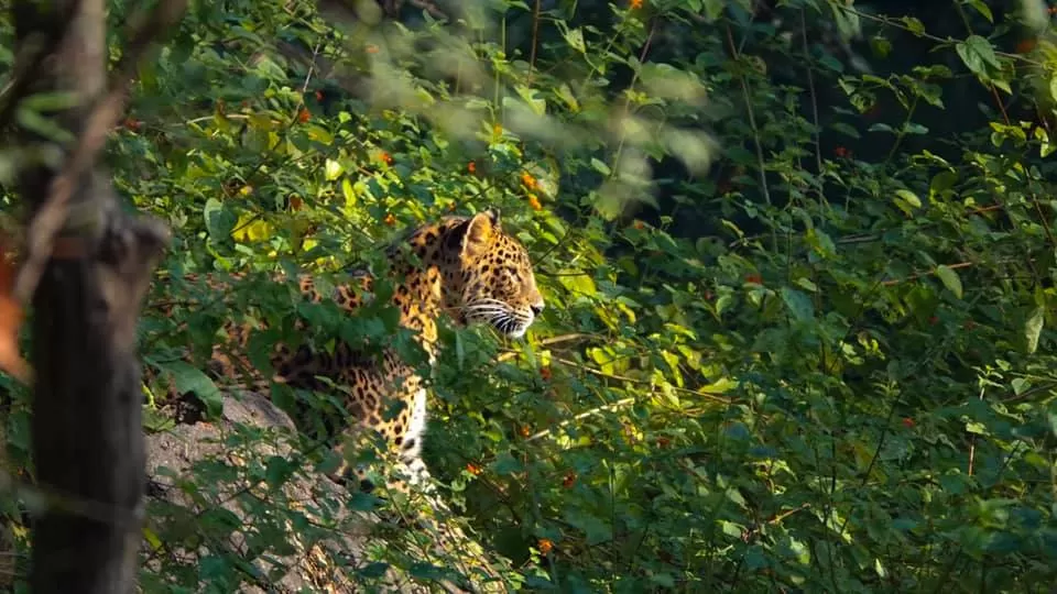 Photo of Seoni, Madhya Pradesh, India by Tadoba Andhari National Park
